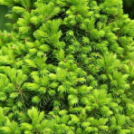 Smrek biely (Picea glauca) ´RAINBOW´S END´ – výška 20-30 cm, kont. C3L